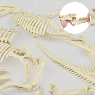 Разкопай и сглоби скелет на Тиранозавър | SONNE1370 - 4