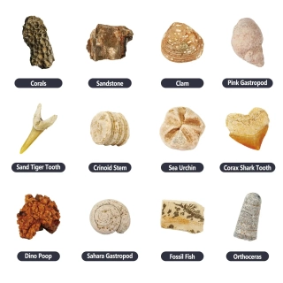 Комплект разкопки! Истински вкаменелости за деца | SONNE1237 - 2