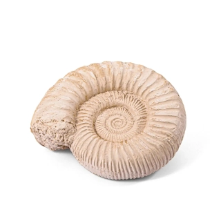 Комплект разкопки! Истински вкаменелости за деца | SONNE1237 - 3